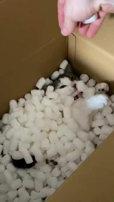 cAt BuRied Alive By saDistic owNeR