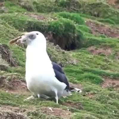 Just a bird eating a rabbit.