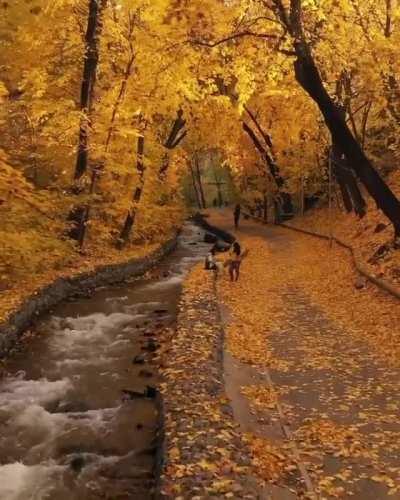 Serious Lorien vibes, complete with Silverlode