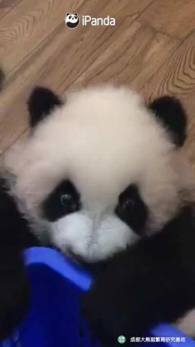 A panda a day keeps the sorrow away