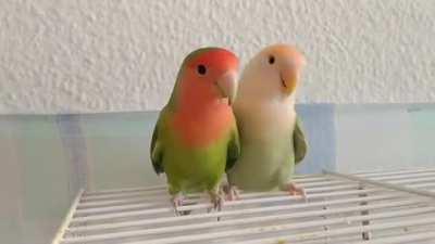 lovebirbs