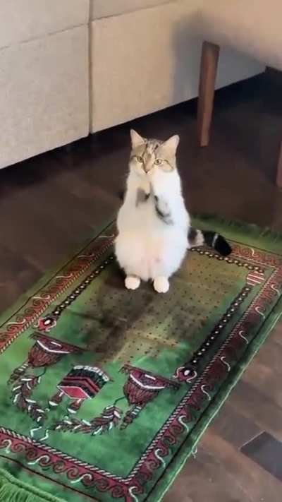 cat making dua for us
