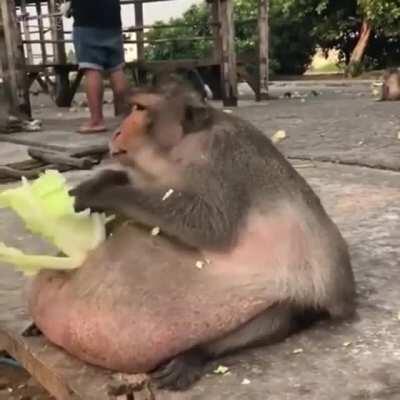 Godzilla que se prepare.😠😠😠