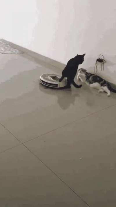 Not now, the adults are talking.