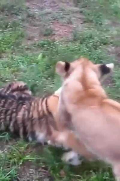 Baby Lion & Baby Tiger playing