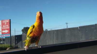 The local pet stores bird excited in the morning 🤣