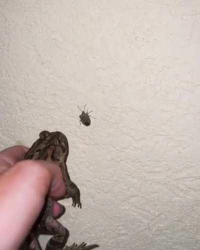 Do not mess with the toad!