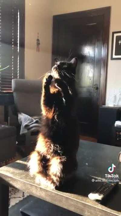 Cat watches dust particles in a sunbeam