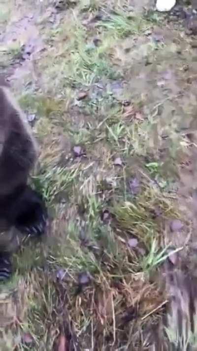 What you mean by scary? Is friendly new pet!