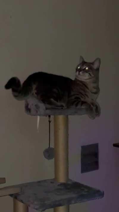 Ladies and gentlemen, meet Grayson, my firstborn cat-son