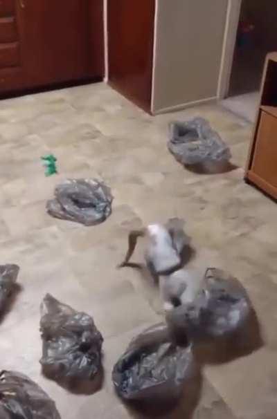 Easy way to keep your cat engaged...