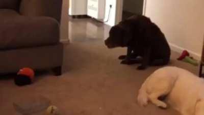 The Good Boy Prevails