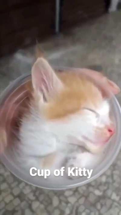 A Cup of Kitty