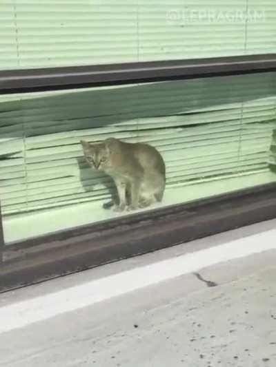 Just another day window cleaning