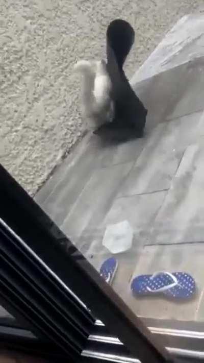 Their neighbour's cat strolled in and helped himself