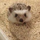 For those who are wondering what a hedgehog stretching looks like!
