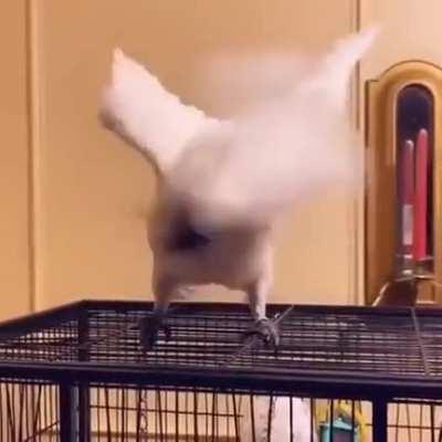 I will never tire of birds interpretive dancing