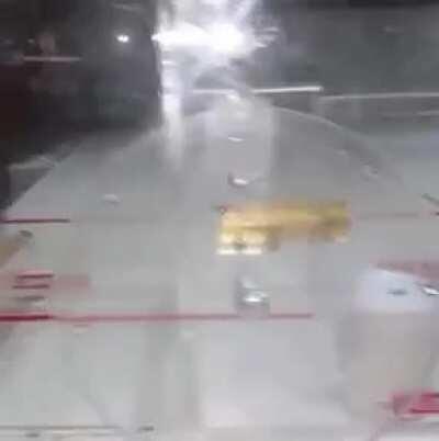 Probably the most intelligent bird