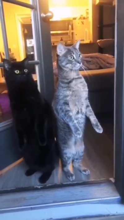 Two Confused Witnesses