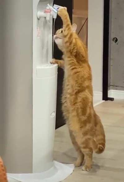 Don't need no hooman