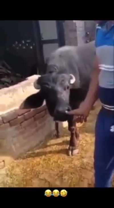 Cow