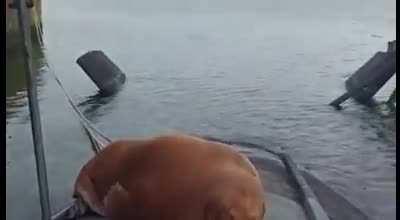 When you need to check the mooring lines of your submarine, but there's a Walrus sleeping up on the bow.