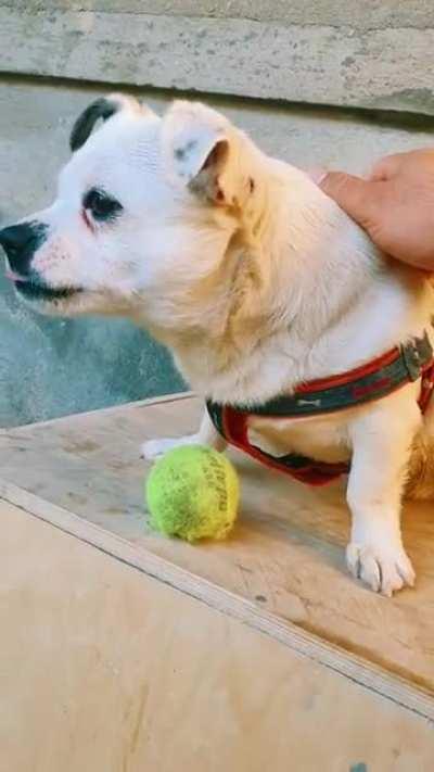 I'm pissed, arghh, I can't bite the feeding hand, so, come here...