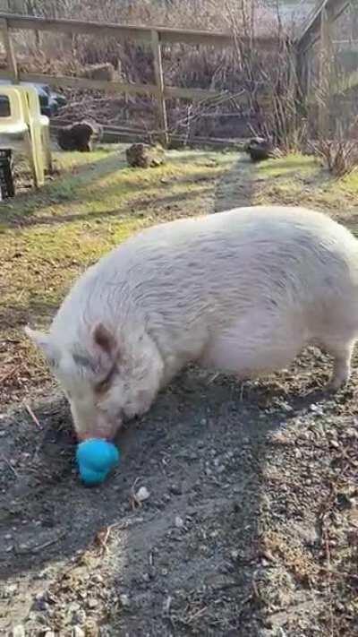 I work at an animal sanctuary ~ trying some new enrichment toys with sue sue! Pigs are so incredibly intelligent and intuitive 🐷💕