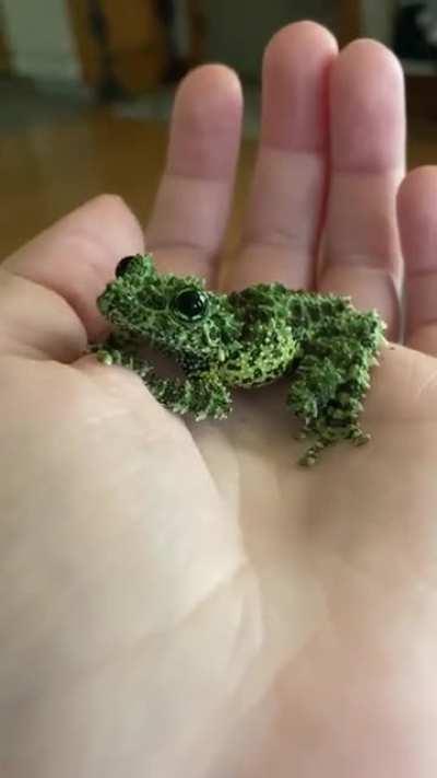 My mossy frog Mo! Her eyes are so insanely adorable