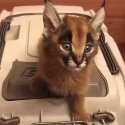 Bruh sound effect 2.flop.small