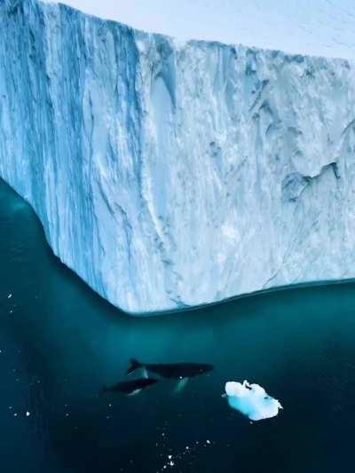 🔥 Beautiful giants swim among Greenlandic icebergs