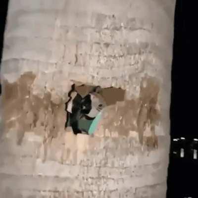 Group of parrots in a palm tree.
