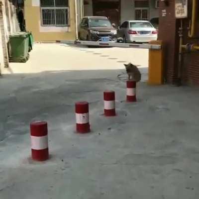 This doggo and his precision footing