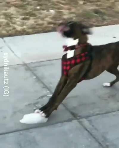 Ice zoomie