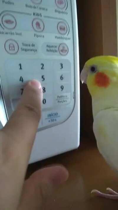 I'm not birb I'm oven