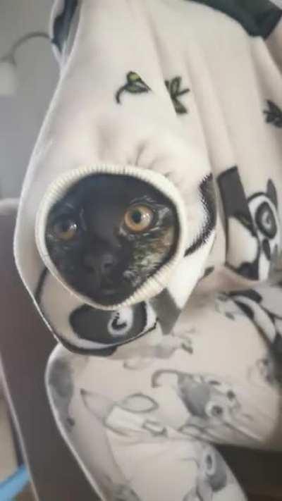 Our kitten crawled into my girlfriend's sleeve...