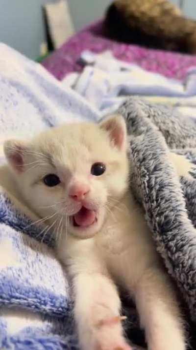 Someone said heâs illegalysmolcats material so âºï¸ here is dumpling â¤ï¸