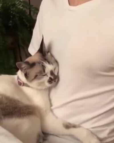 Cuddling with his human