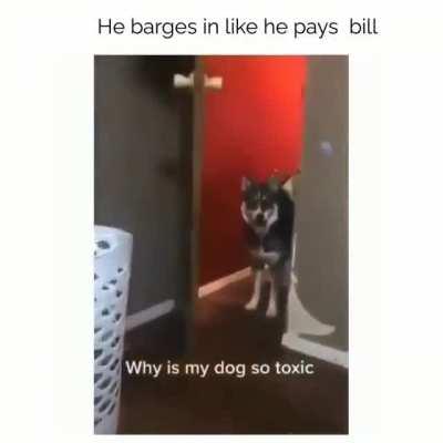 Angry dog..