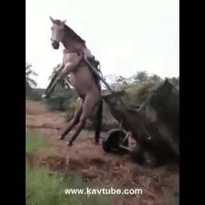 Sem escândalo família ✌️🌿