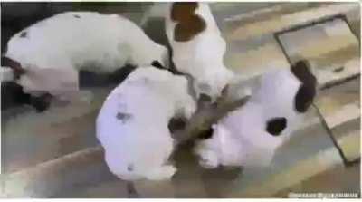 One braincell divided among the four.