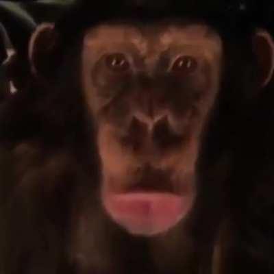 AAAH AAHH OOOH CAMPFIRE DINNER HOOOOOH