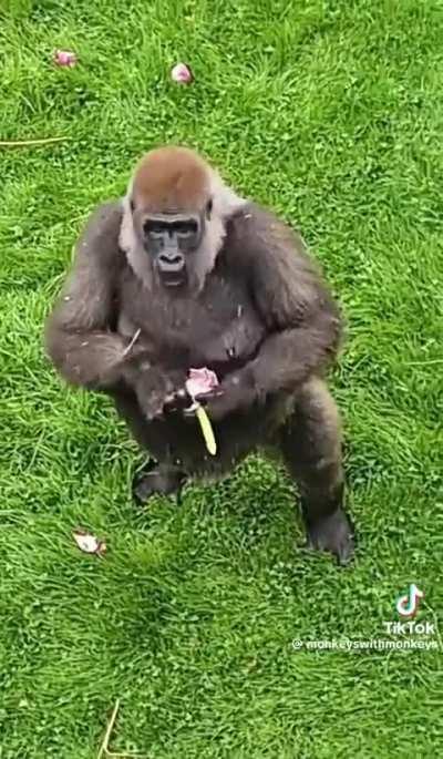 Gangster monke (you dont want to mess with him)