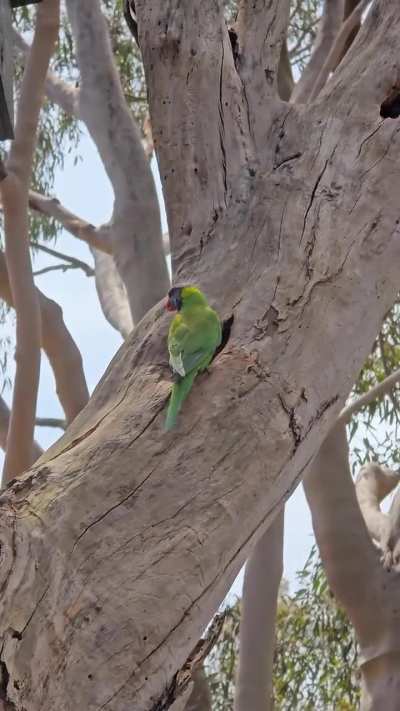 A pair of Rainbow Lorikeets making themselves at home in a gum tree