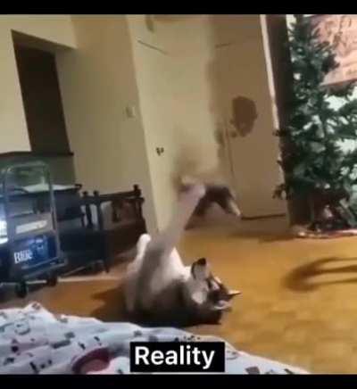 For a derp/husky crossover!