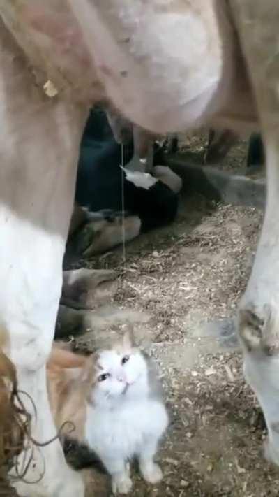 Свежее молочко