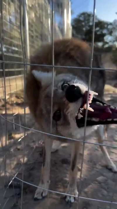 she's going through seasonal behavioral changes as we approach the breeding season