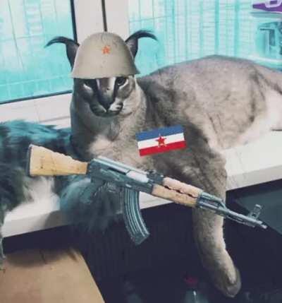 big floppa je srpksa?