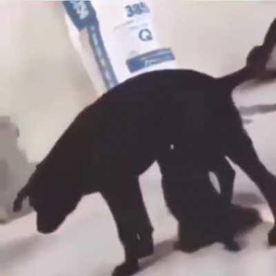 That's the... Father?