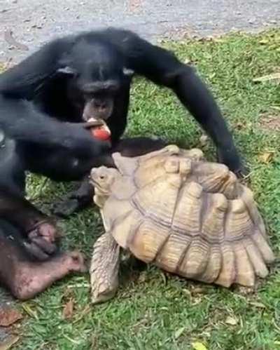 Chimp sharing food with his bro